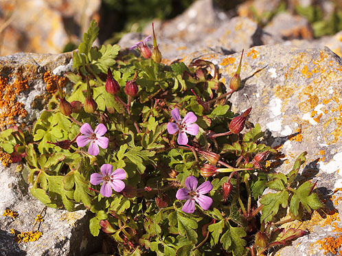 Herb Robert