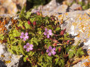 Herb Robert