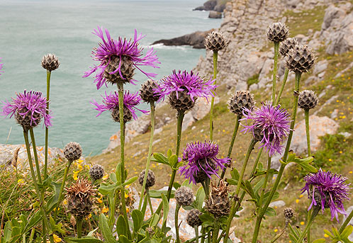 Greater Knapweed