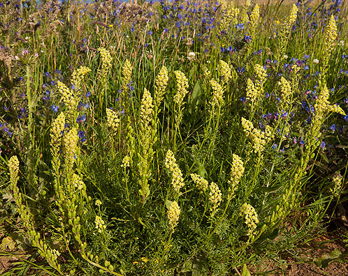 Wild Mignonette