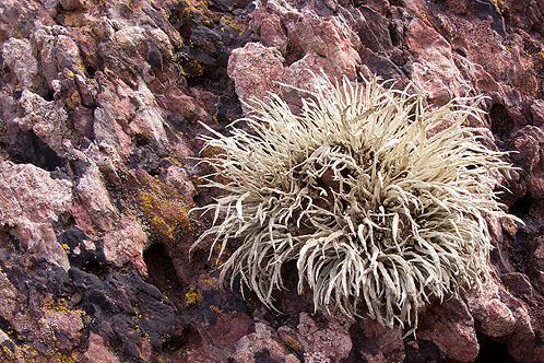 Sea Ivory Lichen