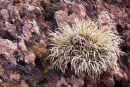 Sea Ivory Lichen
