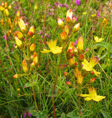 Slender Saint John's Wort