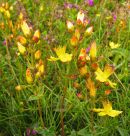Slender Saint John's Wort