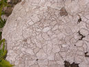 Grey Lichen