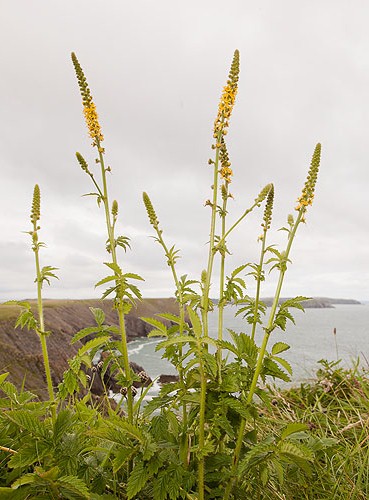 Common Agrimony