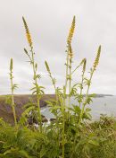 Common Agrimony