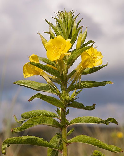 Common Evening Primrose