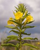 Common Evening Primrose
