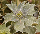 Flower - Sea Holly