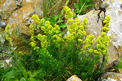 Lady's Bedstraw