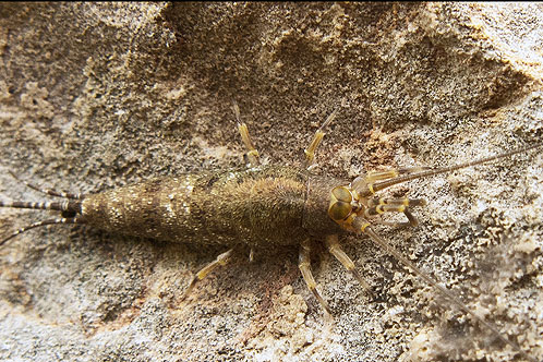 Sea Bristletail