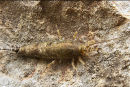 Sea Bristletail