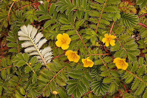 Silverweed