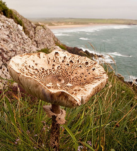 Parasol Fungi