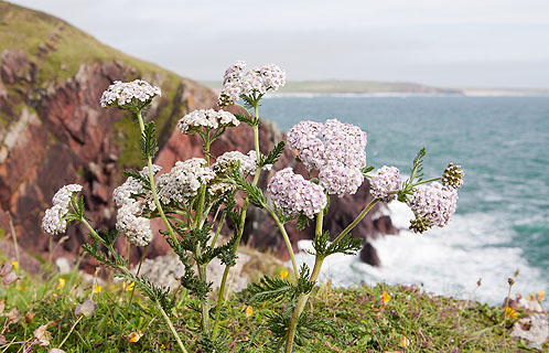 Yarrow