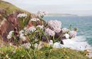 Yarrow