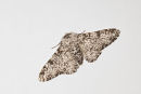 Peppered Moth