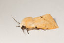 Buff Ermine Moth