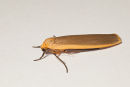 Common Footman