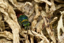 Jewel Wasp