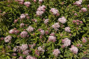 Hemp Agrimony
