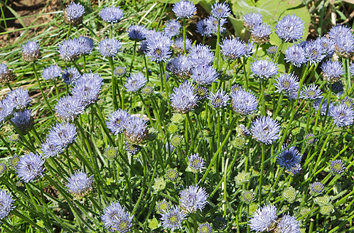 Sheep's - Bit Scabious