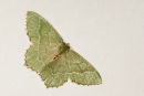 Common Emerald Moth