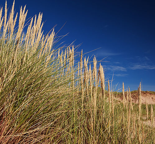 Marram Grass