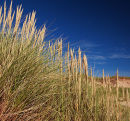Marram Grass