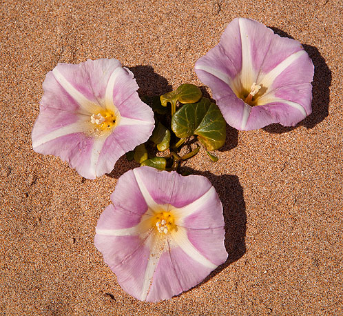 Sea Bindweed