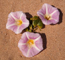 Sea Bindweed