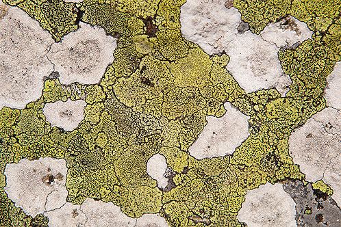 Map Lichen
