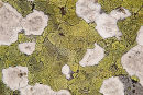 Map Lichen