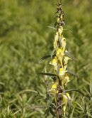 Common Toadflax