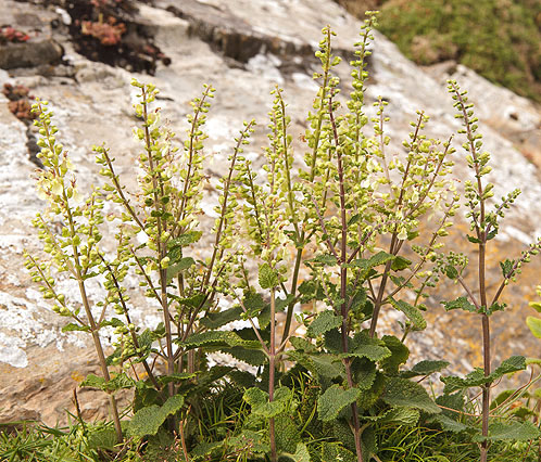 Wood Sage