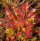 Sundew / Brynberian Moor