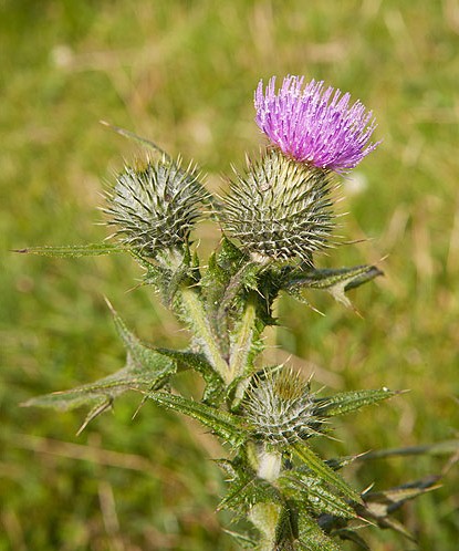 Spear Thistle