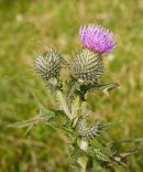 Spear Thistle