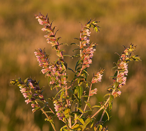 Red Bartsia