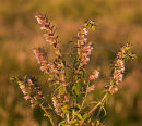Red Bartsia