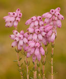 Cross Leaved Heath