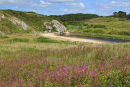 Rosebay Willowherb