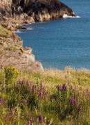 Purple Loosestrife