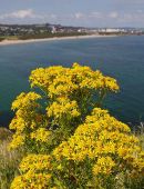 Ragwort