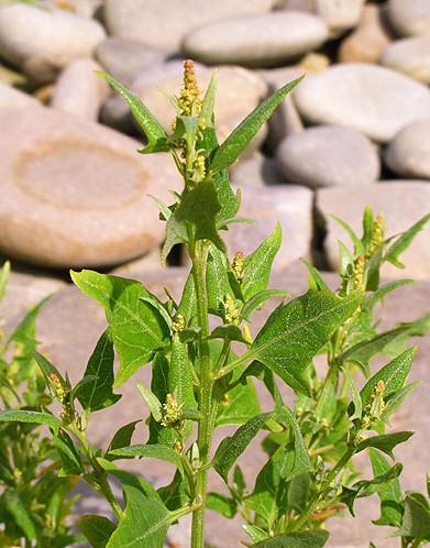 Spear Leaved Orache