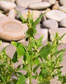 Spear Leaved Orache