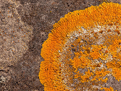 Caloplaca Thallincola