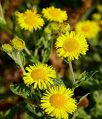 Common Fleabane