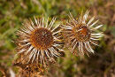 Carline Thistle